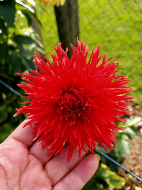 Img.2024.10.12 - A doua grădină 2