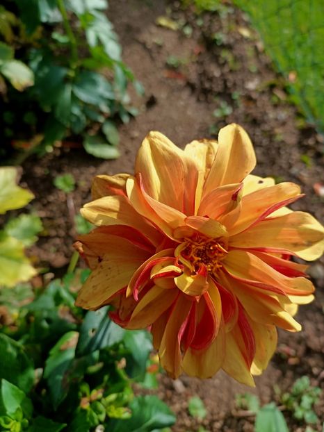 Img.2024.10.12 - A doua grădină 2