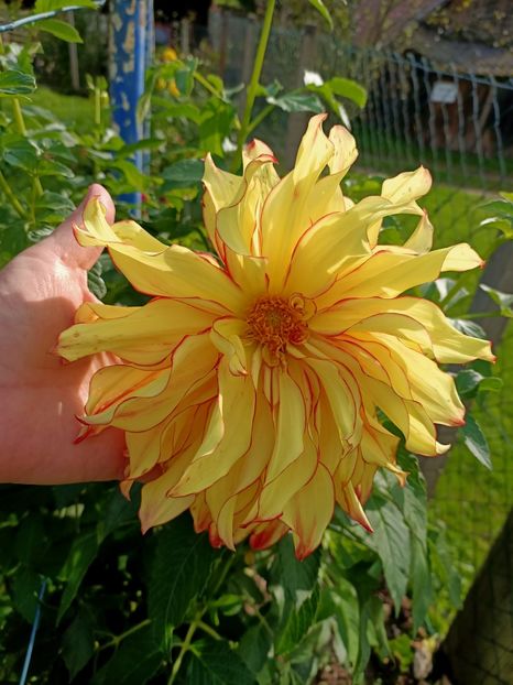 Img.2024.10.12 - A doua grădină 2