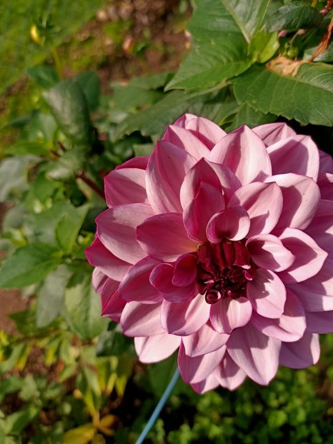 Img.2024.10.12 - A doua grădină 2