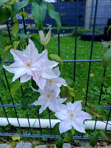 IMG20241012 - A doua grădină 2