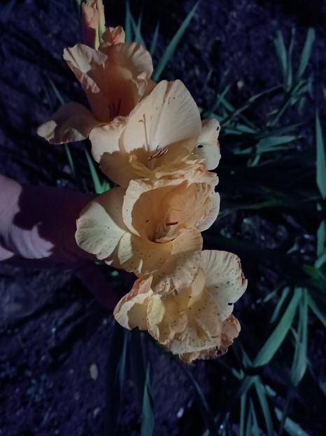 Img.2024.10.12 - A doua grădină 2