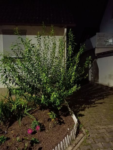 Img.2024.10.12 - A doua grădină 2