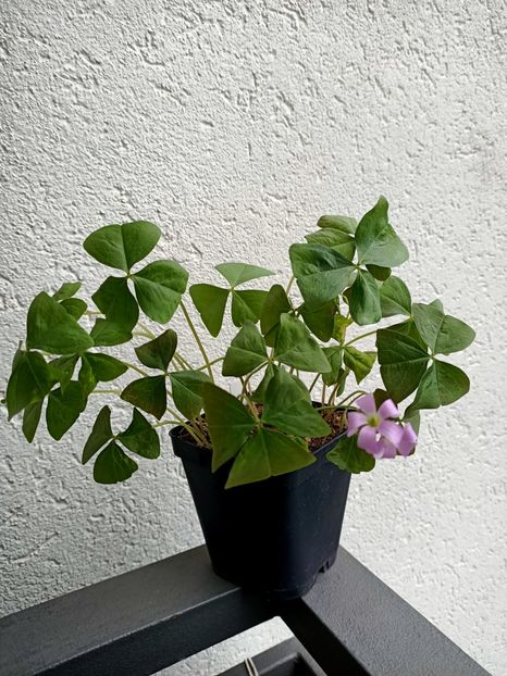 Img.2024.10.17 - A doua grădină 2