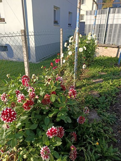 Img.2024.10.28 - A doua grădină 2