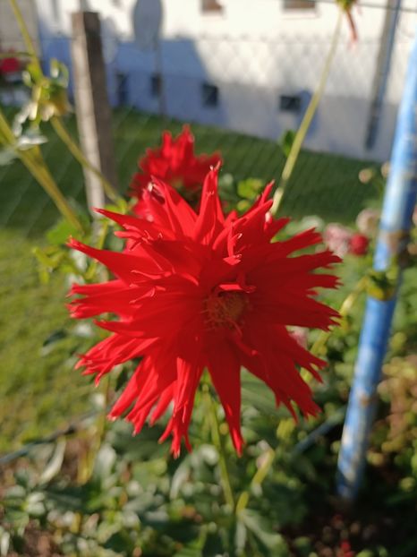 Img.2024.10.28 - A doua grădină 2