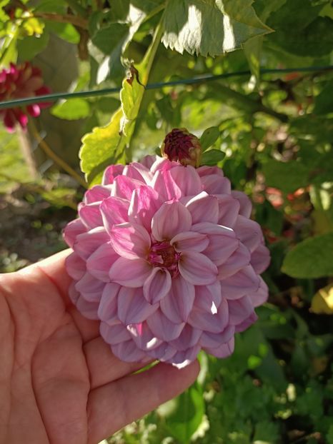 Img.2024.10.28 - A doua grădină 2