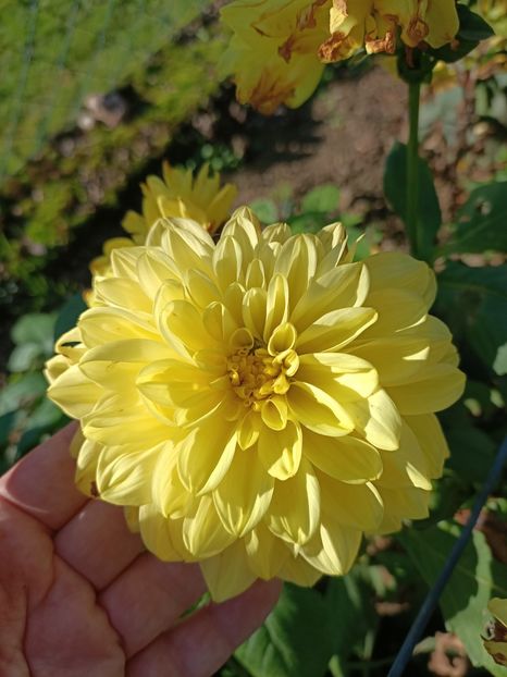 Img.2024.10.28 - A doua grădină 2