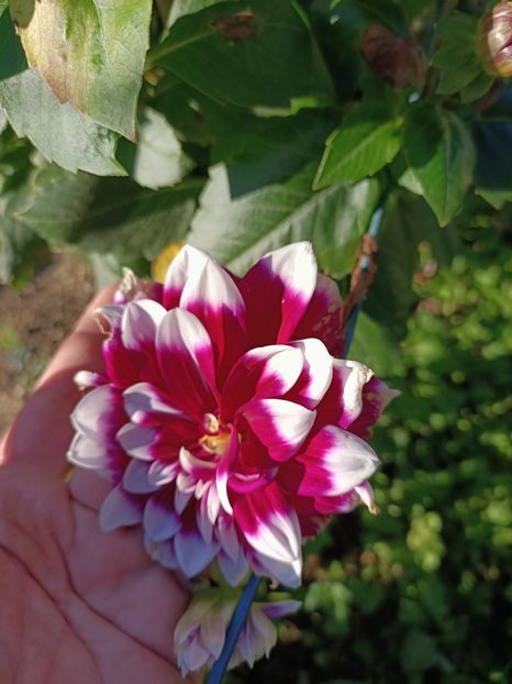 Img.2024.10.28 - A doua grădină 2