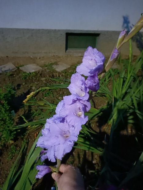 Img.2024.10.28 - A doua grădină 2