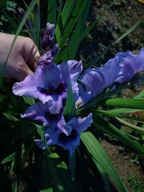 Img.2024.10.28 - A doua grădină 2