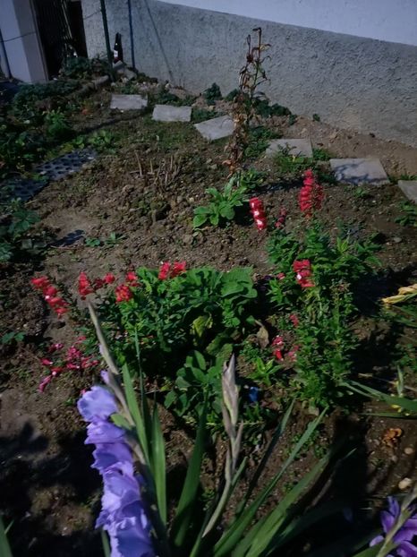 Img.2024.10.28 - A doua grădină 2