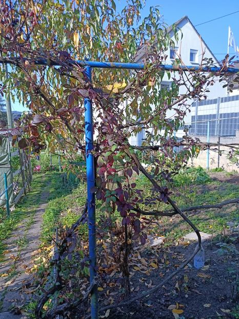 Img.2024.10.29 - A doua grădină 2