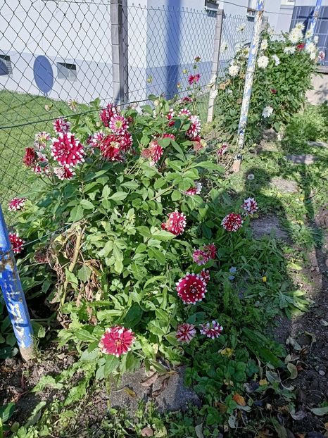 Img.2024.10.29 - A doua grădină 2