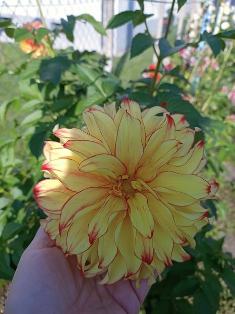 Img.2024.10.29 - A doua grădină 2