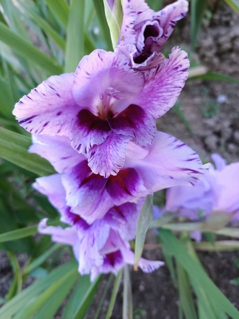 Img.2024.10.29 - A doua grădină 2