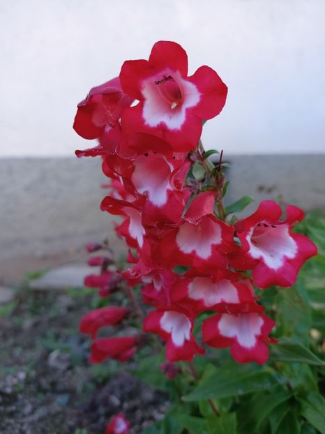 Img.2024.10.29 - A doua grădină 2