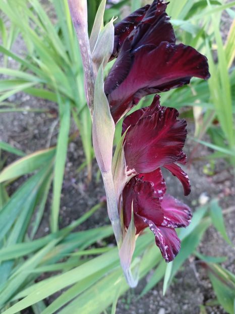 Img.2024.10.29 - A doua grădină 2