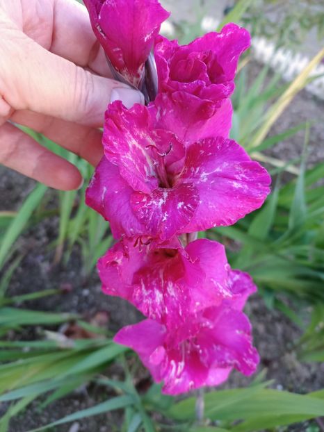 Img.2024.10.29 - A doua grădină 2