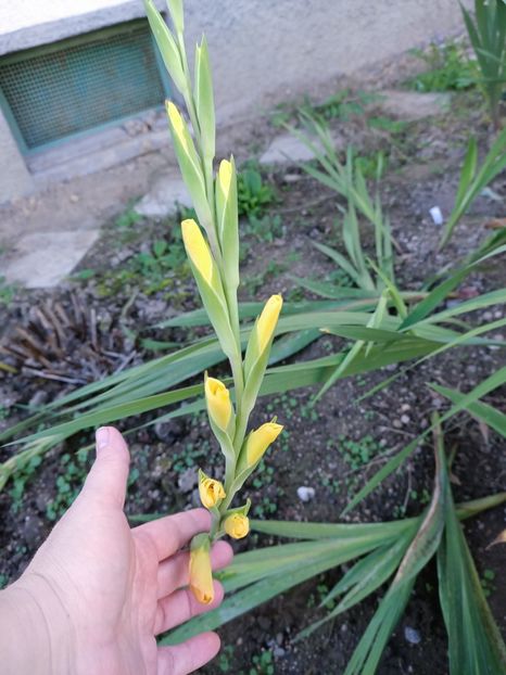 Img.2024.10.29 - A doua grădină 2