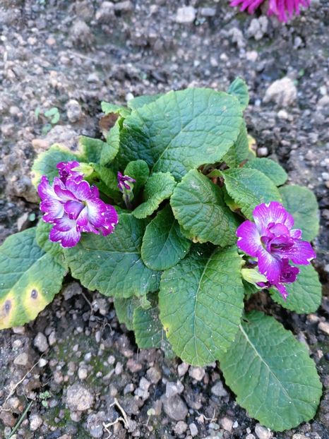 Img.2024.10.29 - A doua grădină 2