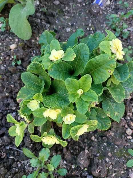 Img.2024.10.29 - A doua grădină 2