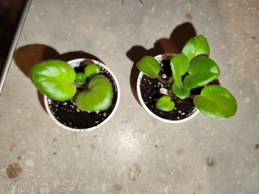  - 0 PUI VIOLETE DE COLECTIE 8 APRILIE 2025