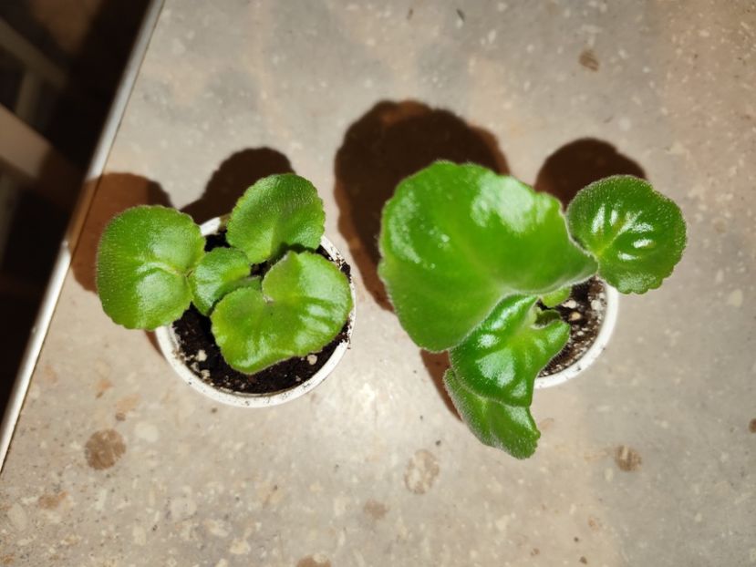  - 0 PUI VIOLETE DE COLECTIE 8 APRILIE 2025