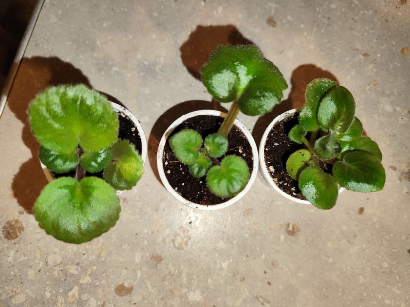  - 0 PUI VIOLETE DE COLECTIE 8 APRILIE 2025