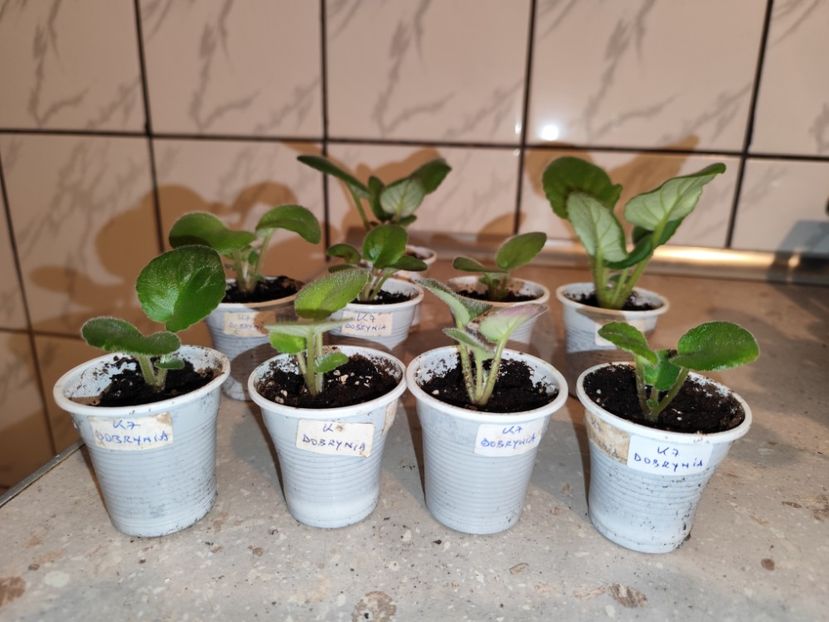  - 0 PUI VIOLETE DE COLECTIE 8 APRILIE 2025