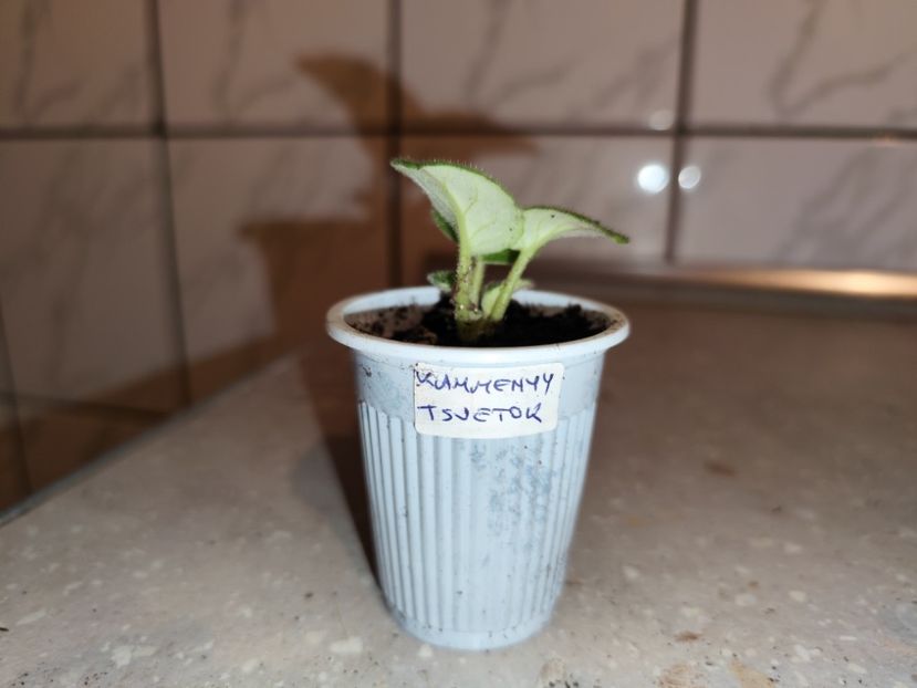  - 0 PUI VIOLETE DE COLECTIE 8 APRILIE 2025