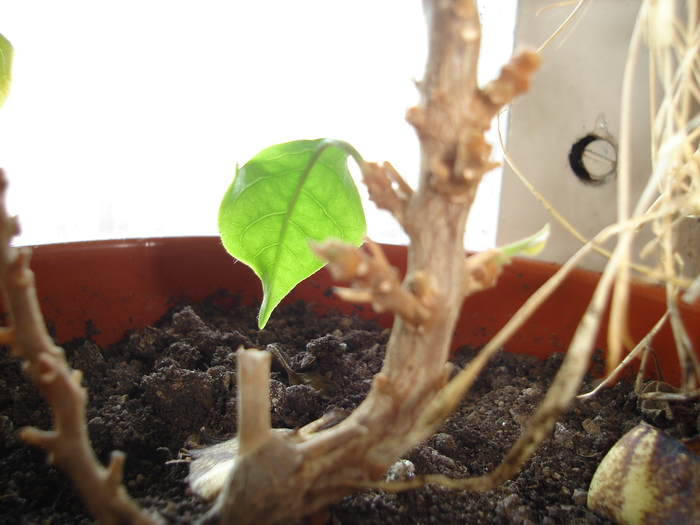 DSC05166 - bougainvillea