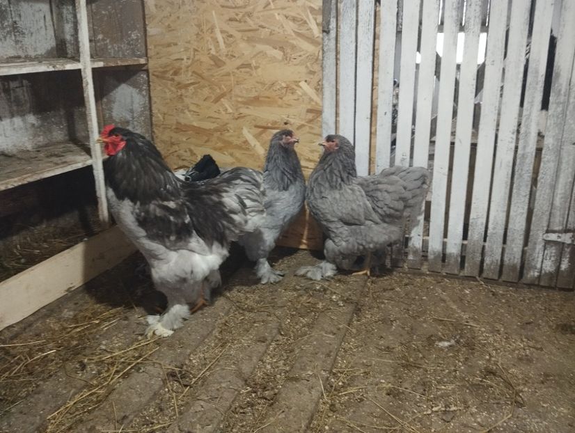 inbound115321893838024322 - Brahma albastru