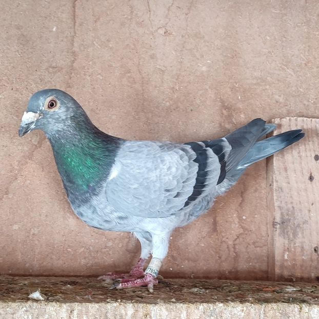 Mascul 20-266 - Cuci