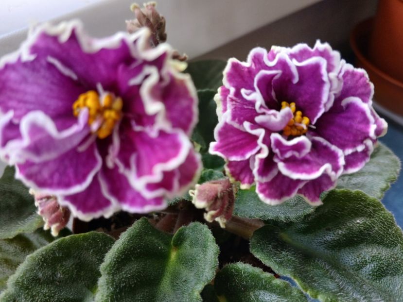  - Ultra Violet Nebula