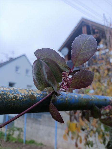 Img.2024.10.30 - A doua grădină 2