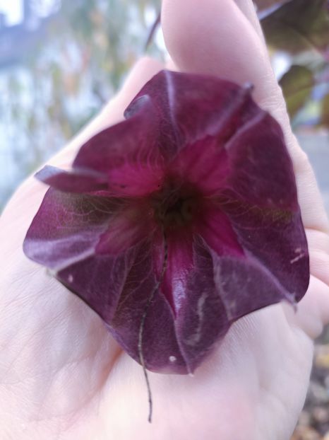 Img.2024.10.30 - A doua grădină 2