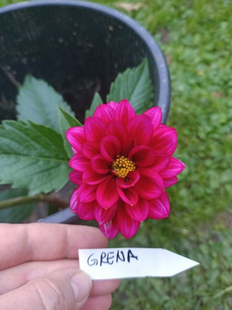 Img.2024.10.31 - A doua grădină 2