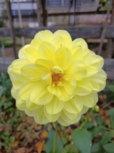 Img.2024.10.31 - A doua grădină 2