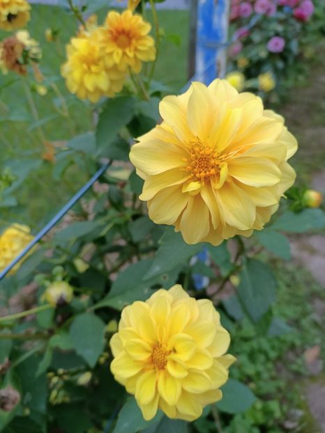 Img.2024.10.31 - A doua grădină 2