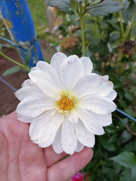 Img.2024.10.31 - A doua grădină 2