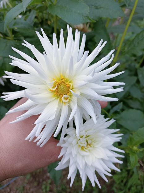 Img.2024.10.31 - A doua grădină 2