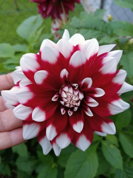 Img.2024.10.31 - A doua grădină 2