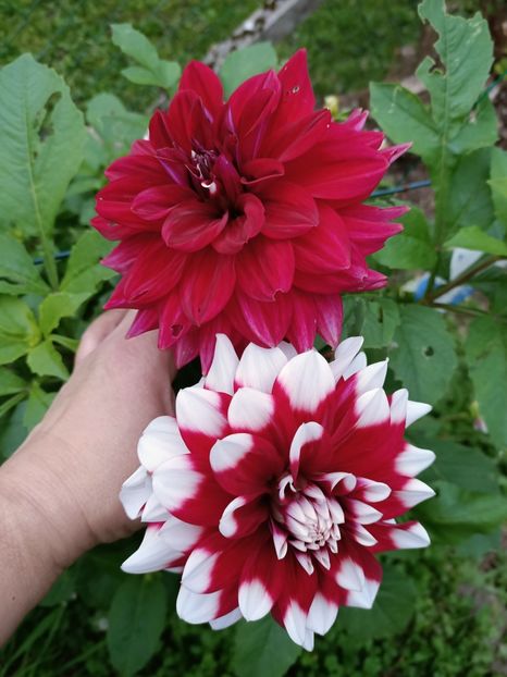 Img.2024.10.31 - A doua grădină 2