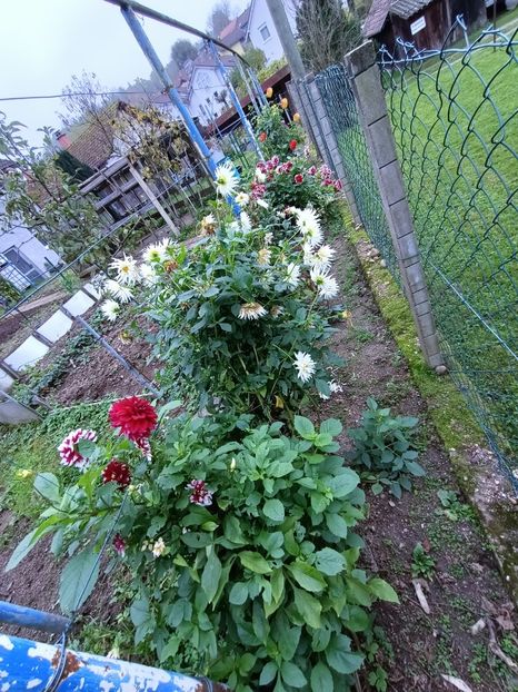 Img.2024.10.31 - A doua grădină 2