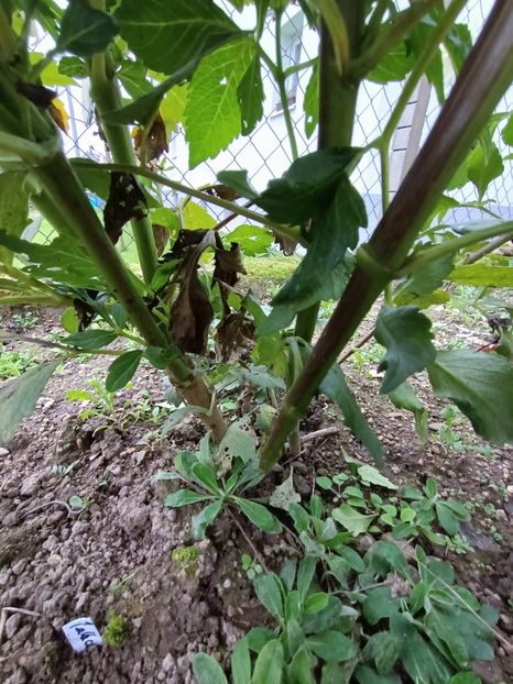 Img.2024.10.31 - A doua grădină 2