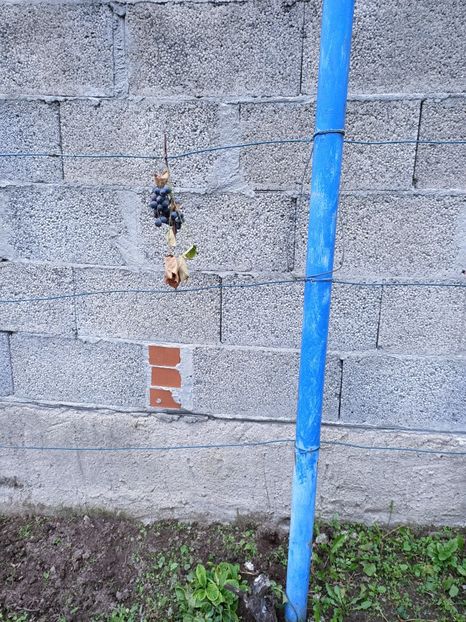 Img.2024.10.31 - A doua grădină 2