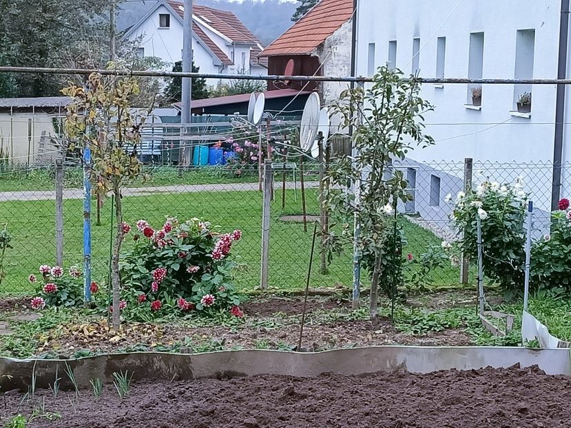 Img.2024.10.31 - A doua grădină 2