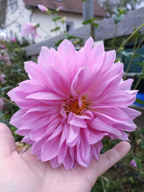 Img.2024.10.31 - A doua grădină 2