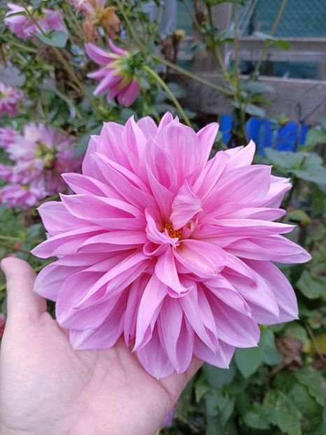 Img.2024.10.31-de la Bianca - A doua grădină 2